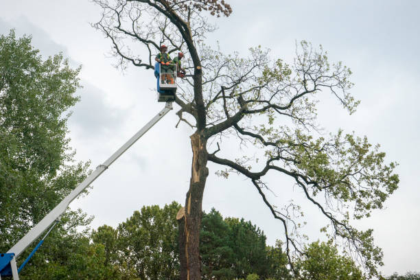 Best Commercial Tree Services  in Heppner, OR
