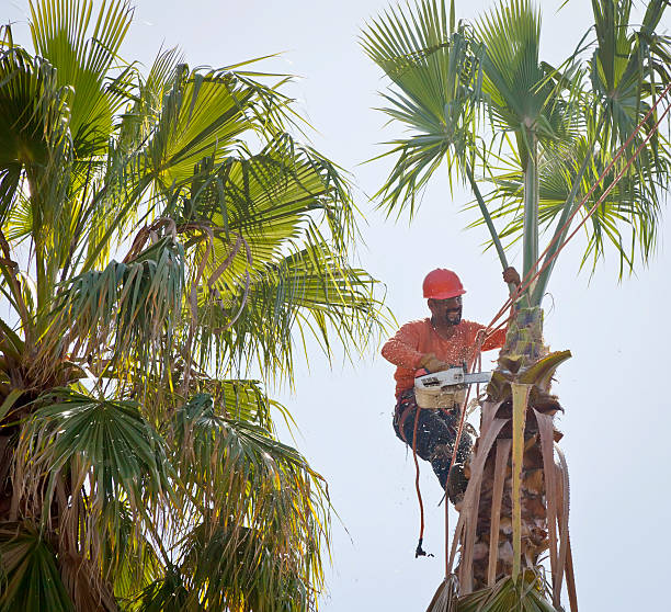 Best Tree Preservation Services  in Heppner, OR