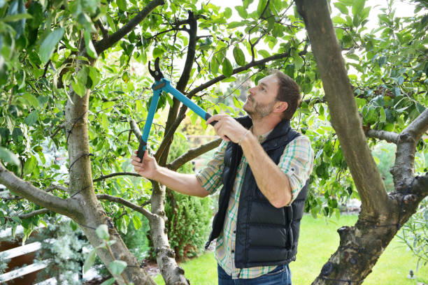Best Fruit Tree Pruning  in Heppner, OR